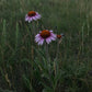 Narrow Leaved Coneflower Seeds