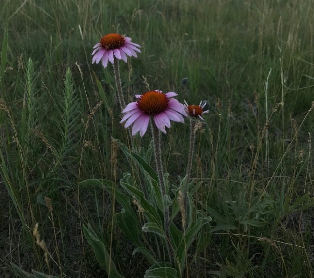 Narrow Leaved Coneflower Seeds