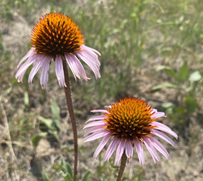 Narrow Leaved Coneflower, mature plant detail