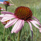 Narrow Leaved Coneflower Seeds