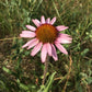 Narrow Leaved Coneflower Seeds