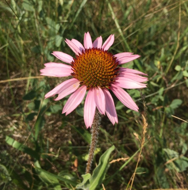 Narrow Leaved Coneflower Seeds