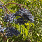 Blue Elderberry Seeds