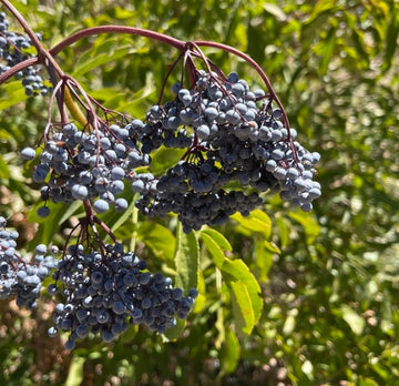 Blue Elderberry · 3