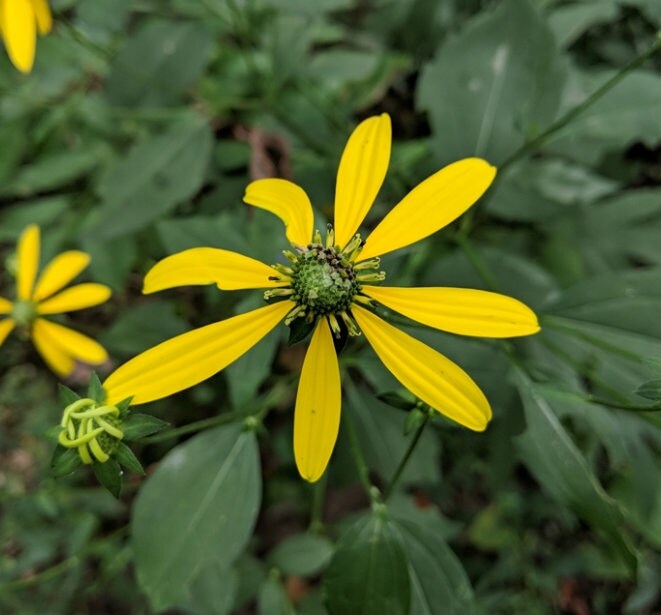 Cutleaf Coneflower Seeds