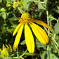 Cutleaf Coneflower Seeds