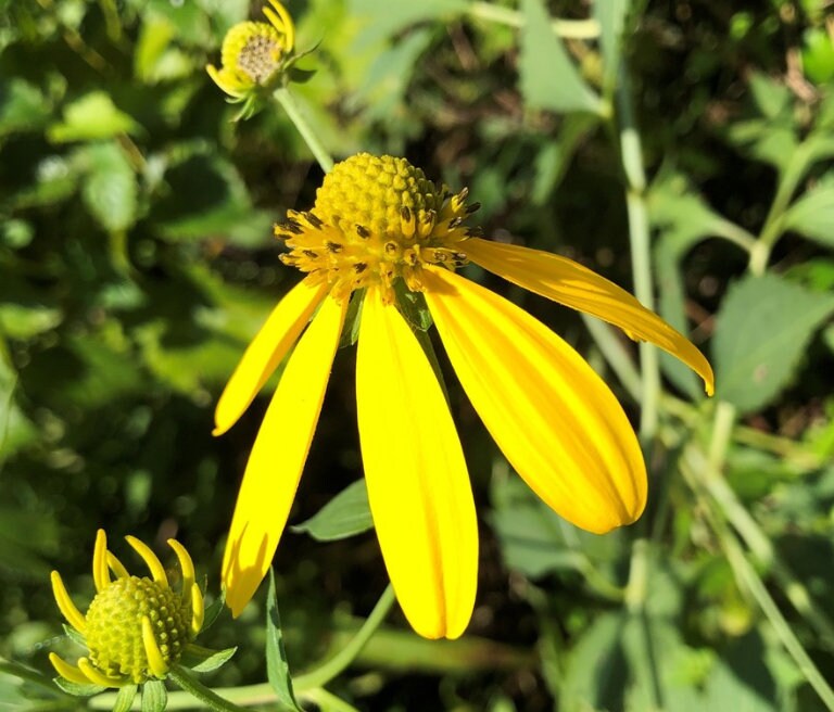 Cutleaf Coneflower Seeds