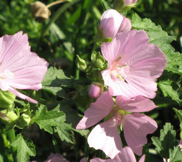 Graines de mauve alcée