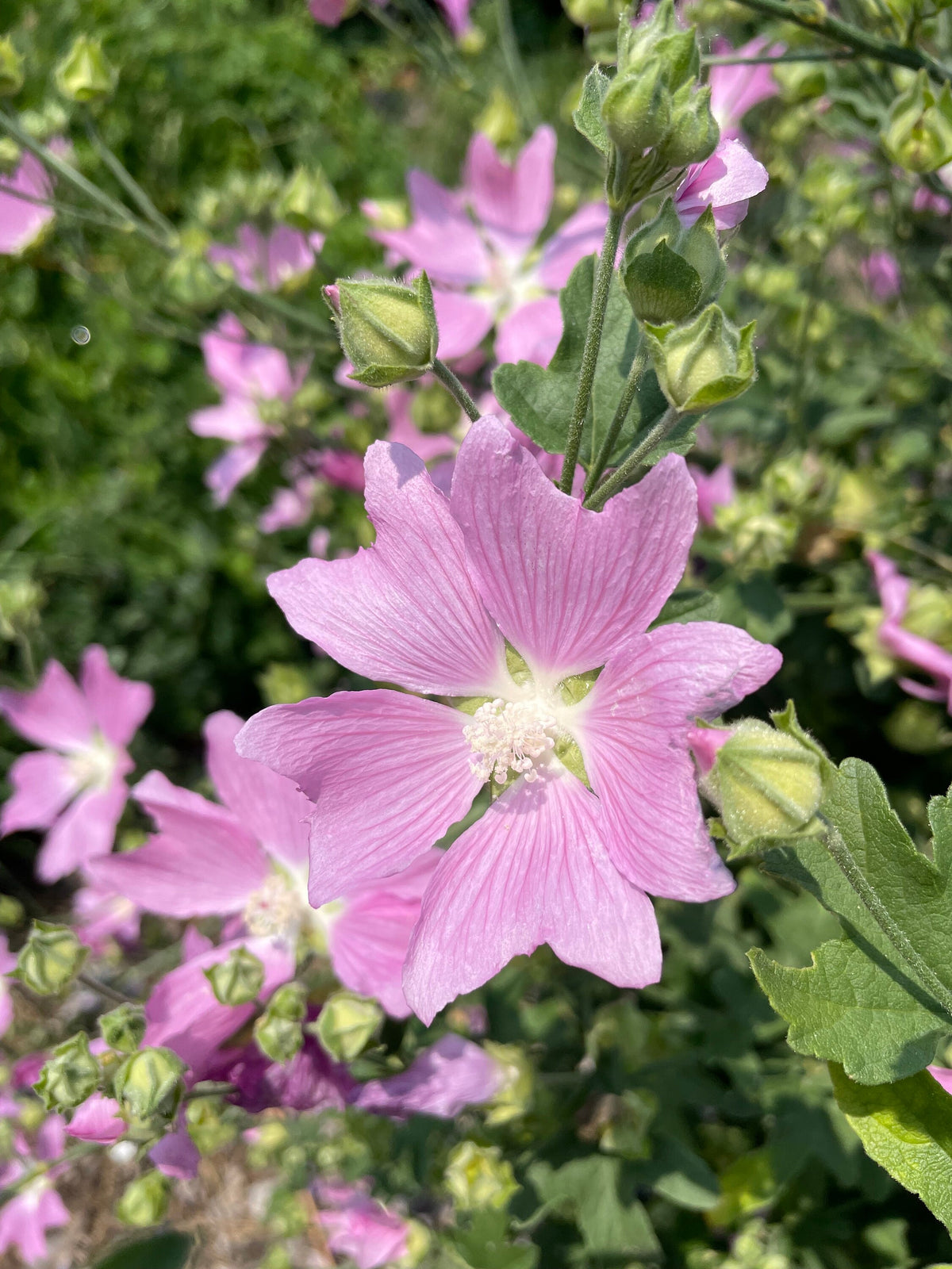 Hollyhock Mallow, mature plant detail