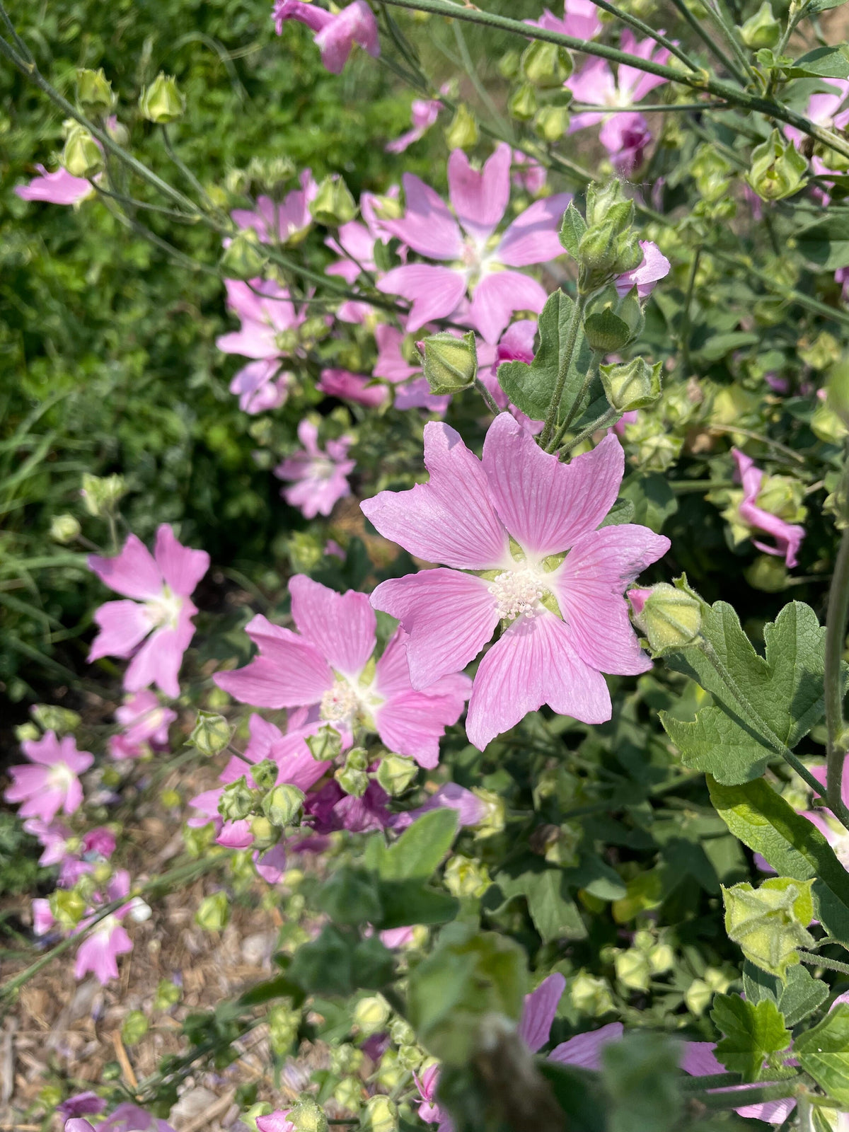 Graines de mauve alcée
