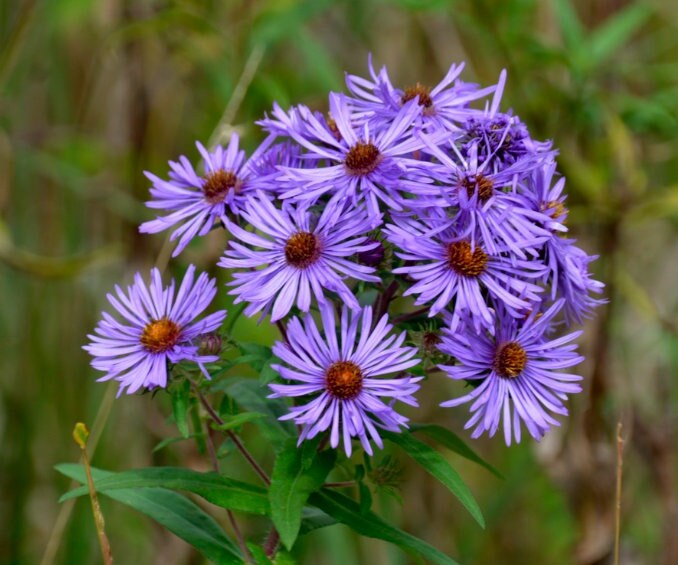 New England Aster, mature plant detail