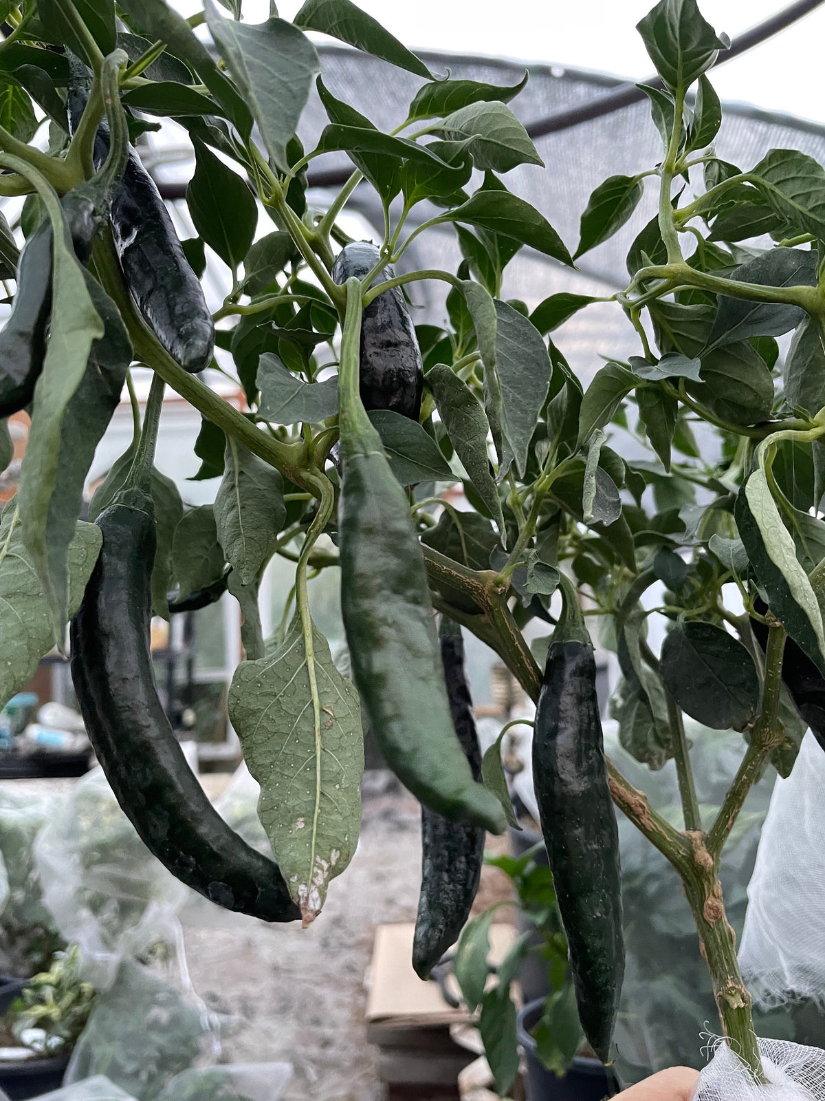 Semillas de pimiento Pasilla Bajio