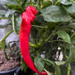 Semillas de pimiento Jimmy Nardello