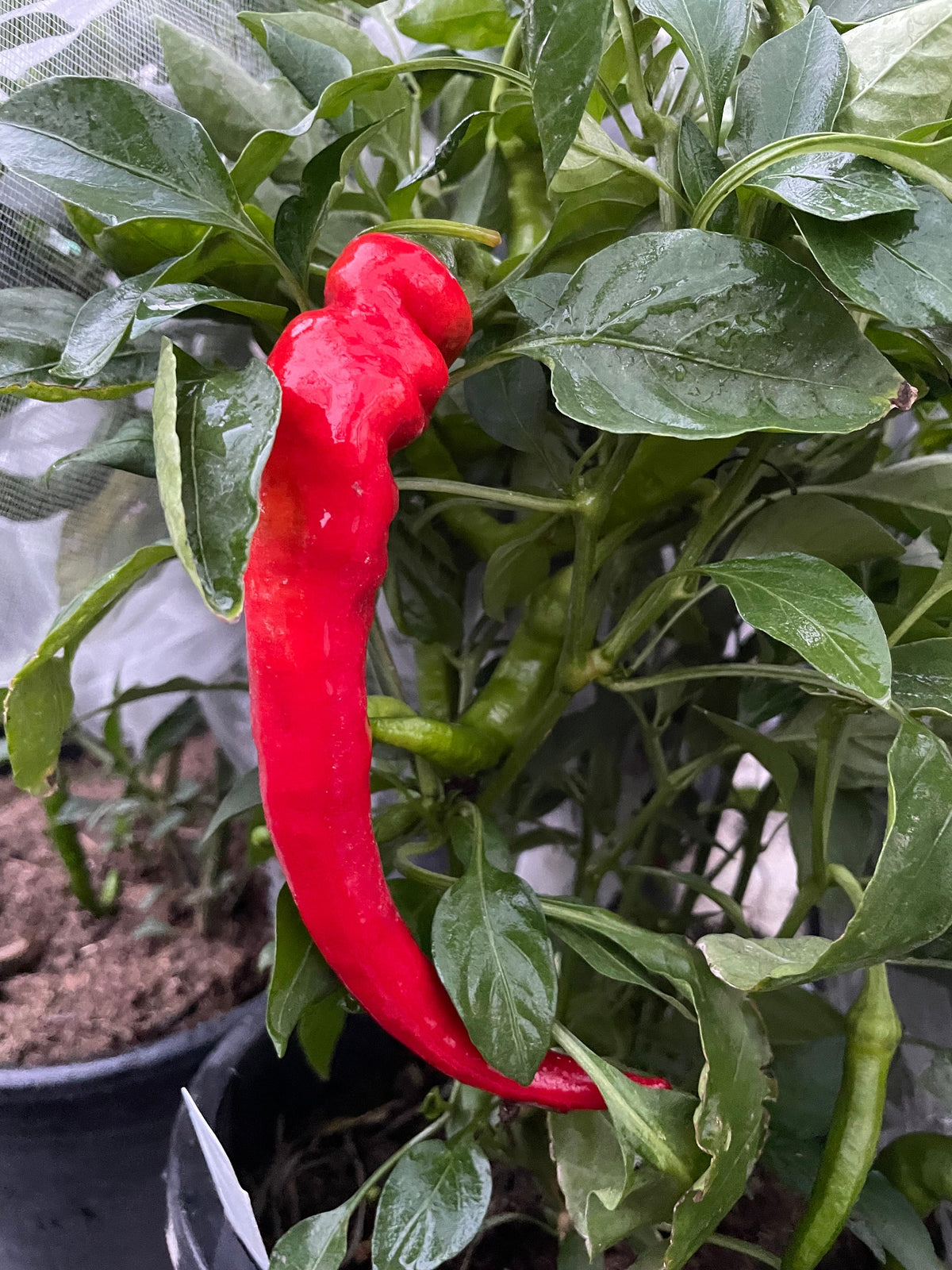 Semillas de pimiento Jimmy Nardello