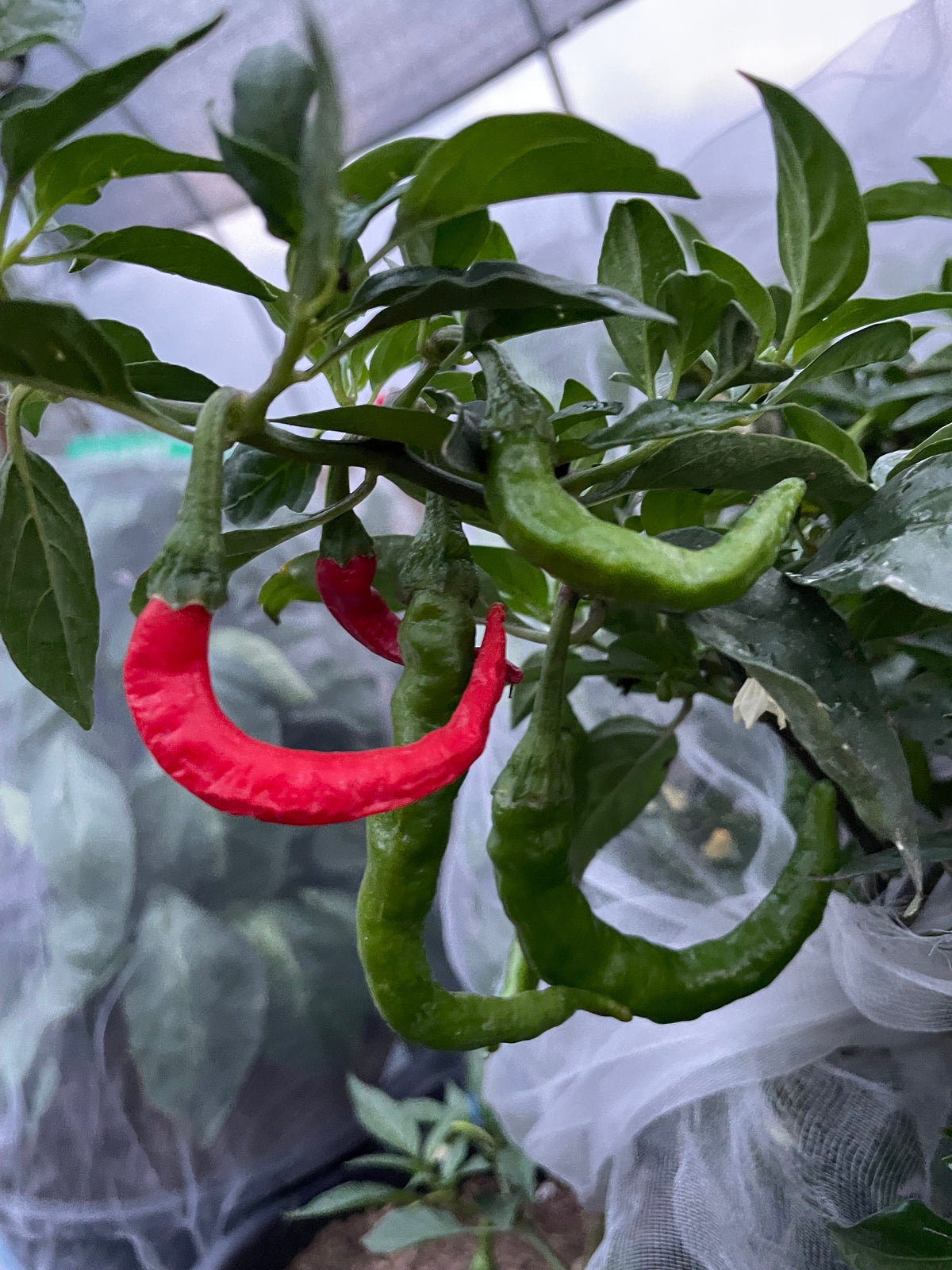 Semillas de pimiento Fushimi