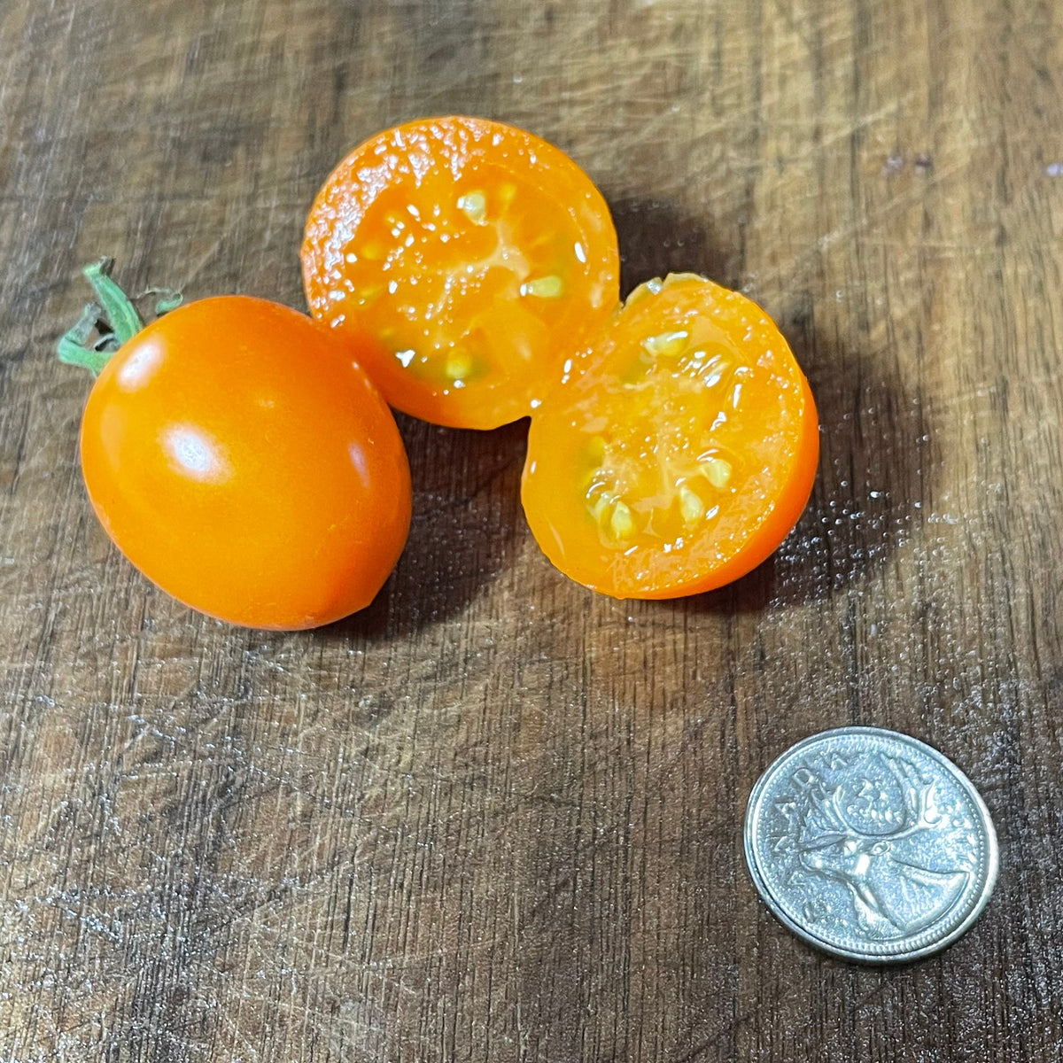 Sun Sugar XL Tomato Seeds