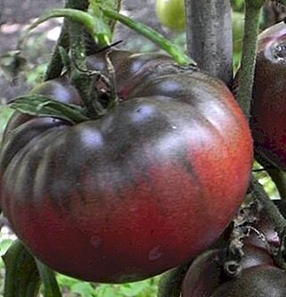Black Krim Tomato Seeds