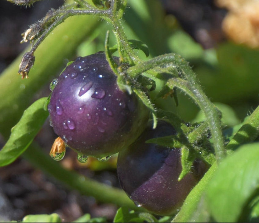 Blueberry Tomato Seeds