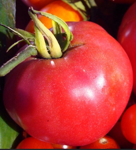 Pink Brandywine Tomato Seeds