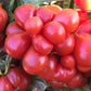 Godzilla Tomato Seeds