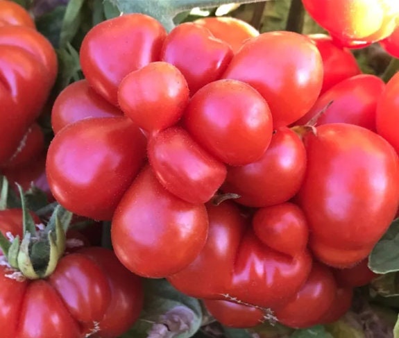 Godzilla Tomato Seeds