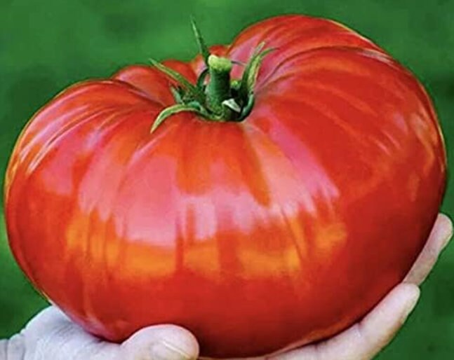 German Giant Tomato Seeds