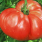 German Giant Tomato Seeds