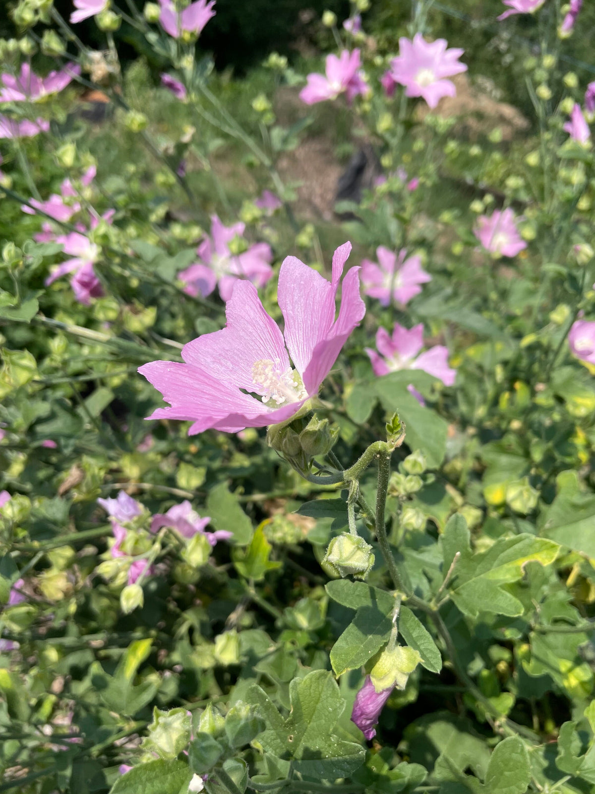 Graines de mauve alcée