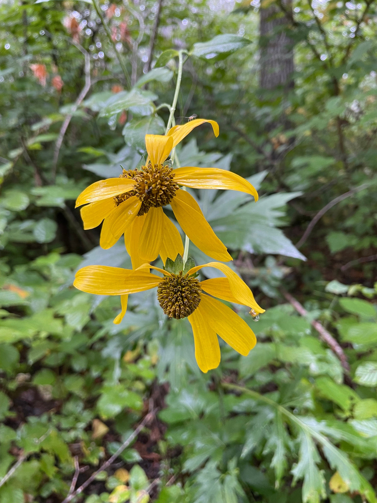 Cutleaf Coneflower Seeds