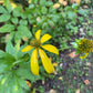 Cutleaf Coneflower Seeds