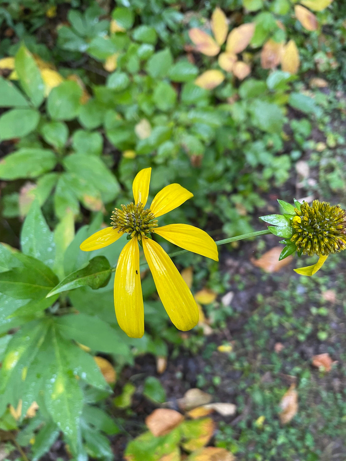 Cutleaf Coneflower Seeds