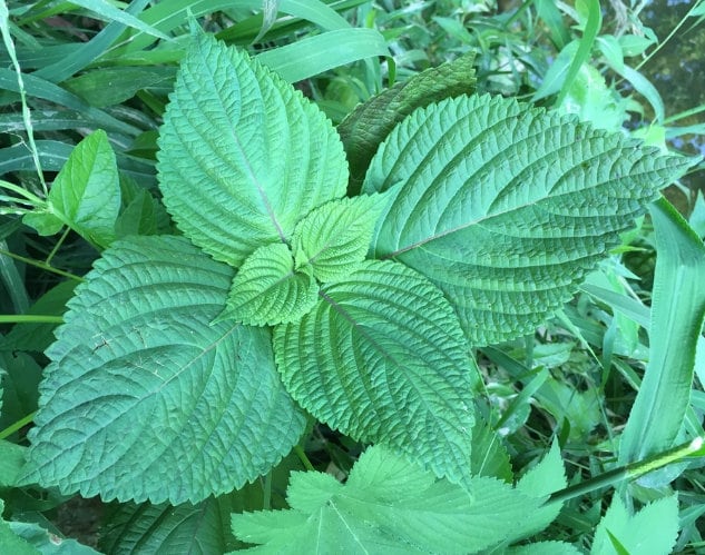Korean Perilla Seeds