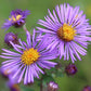 Graines d’aster de Nouvelle-Angleterre