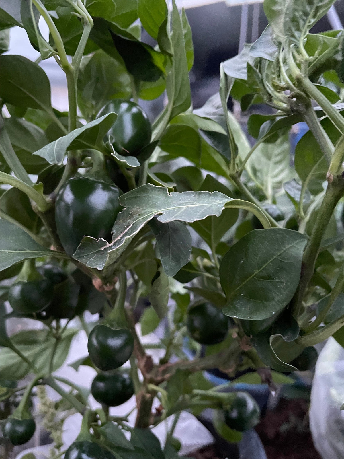 Semillas de pimiento Sweet Cherry Pimento
