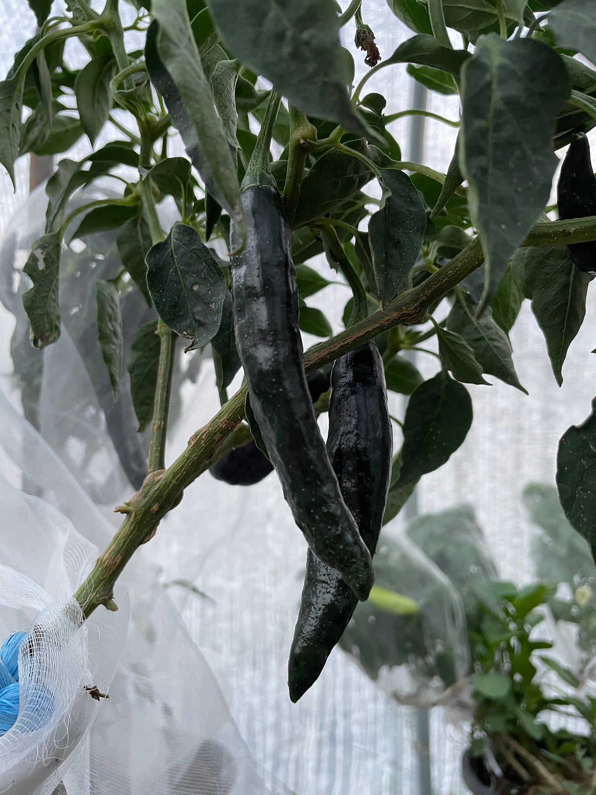 Semillas de pimiento Pasilla Bajio