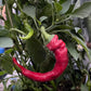 Semillas de pimiento Jimmy Nardello