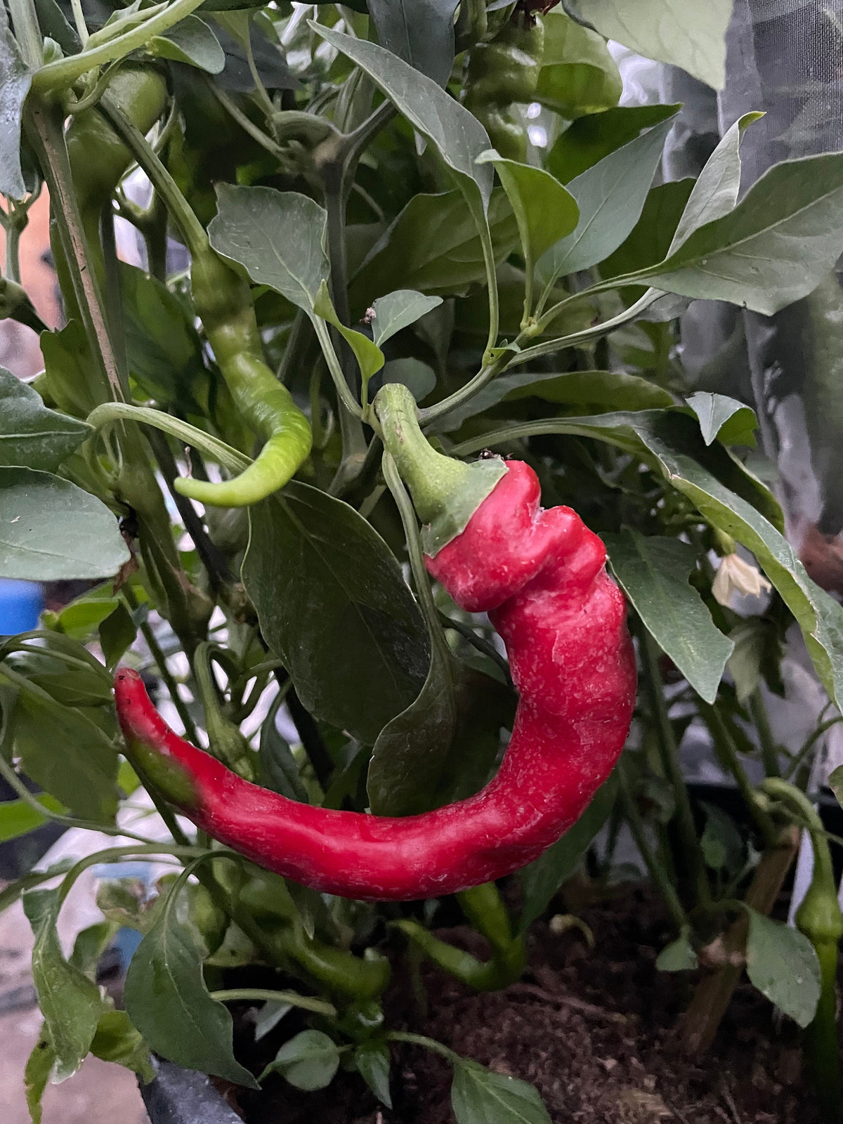 Semillas de pimiento Jimmy Nardello