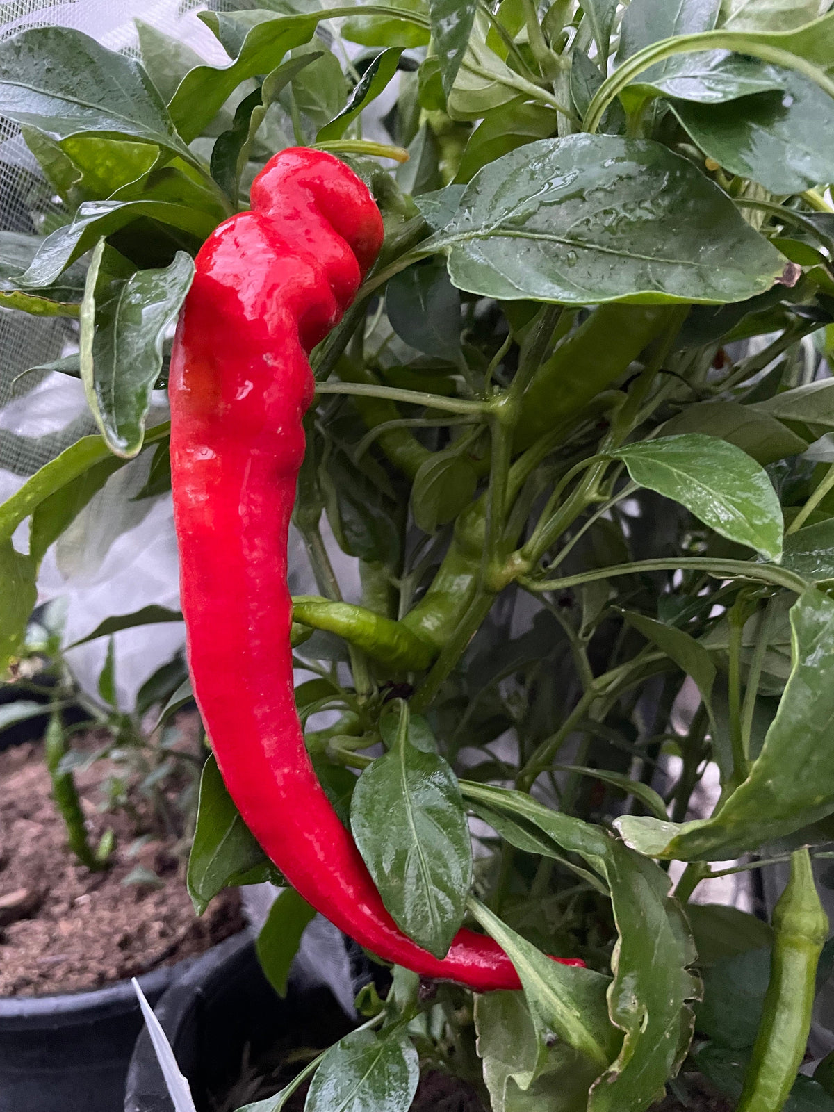 Semillas de pimiento Jimmy Nardello
