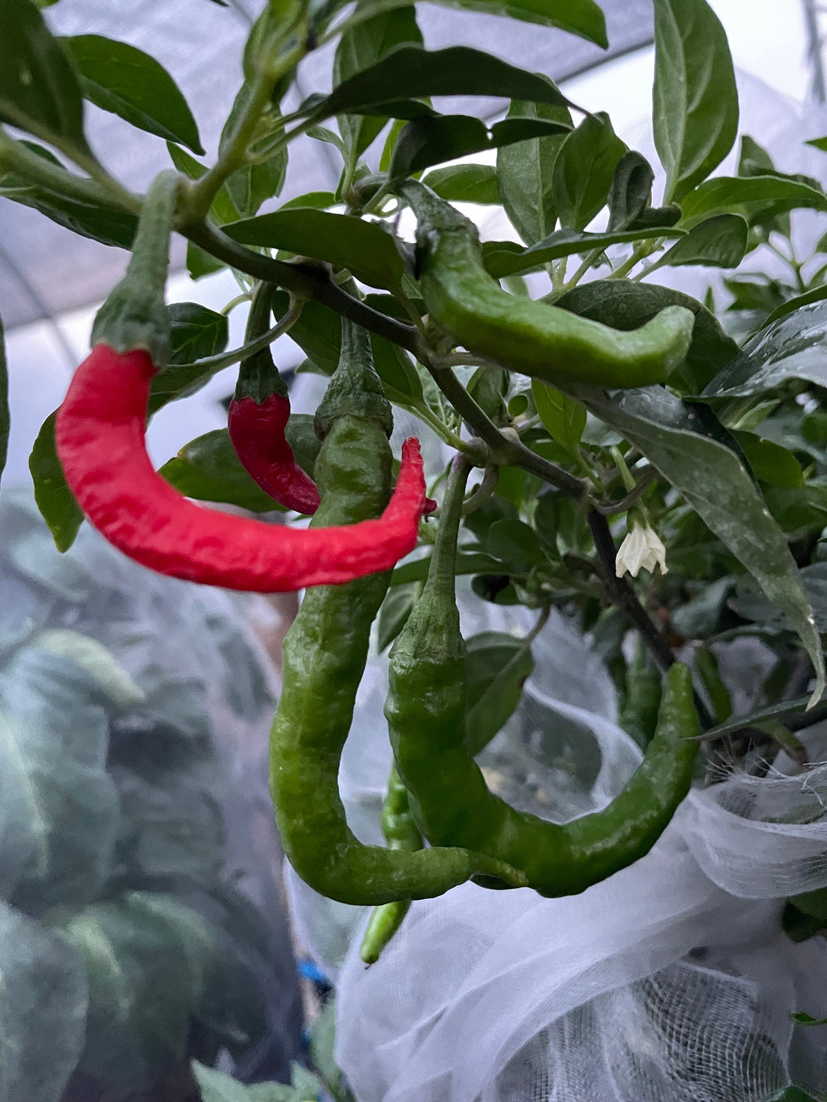 Semillas de pimiento Fushimi