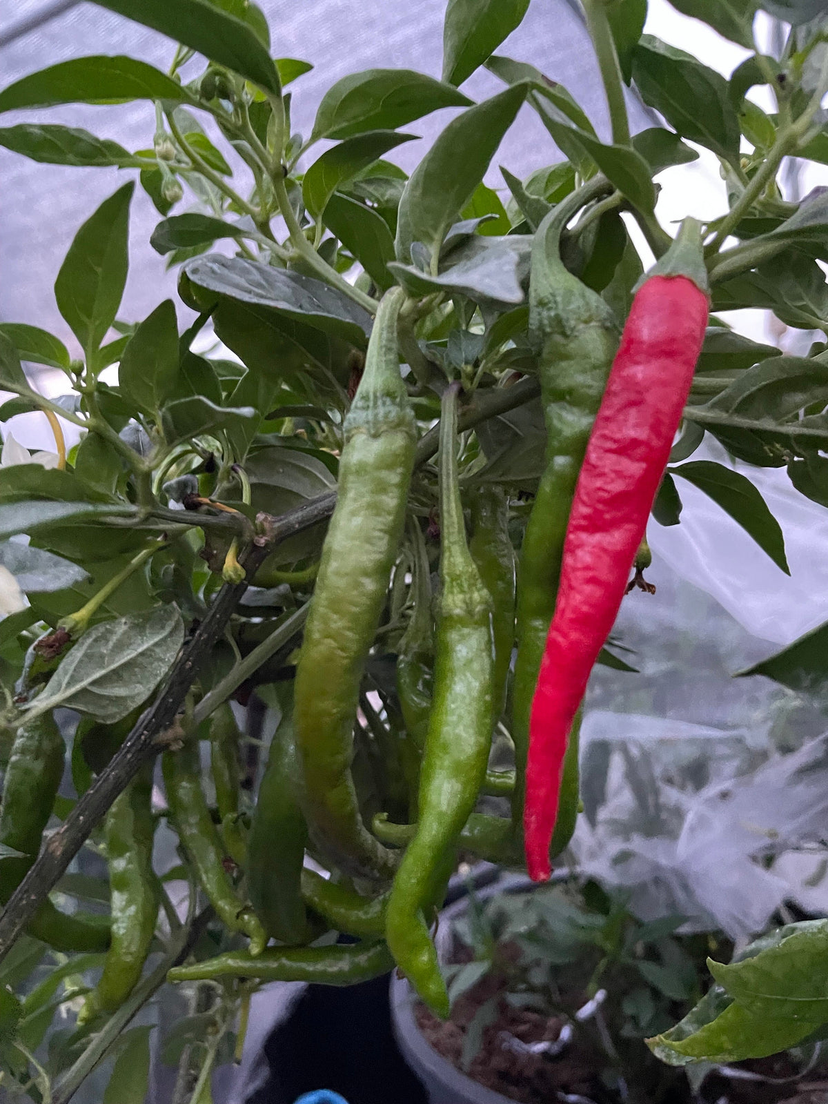 Semillas de pimiento Fushimi