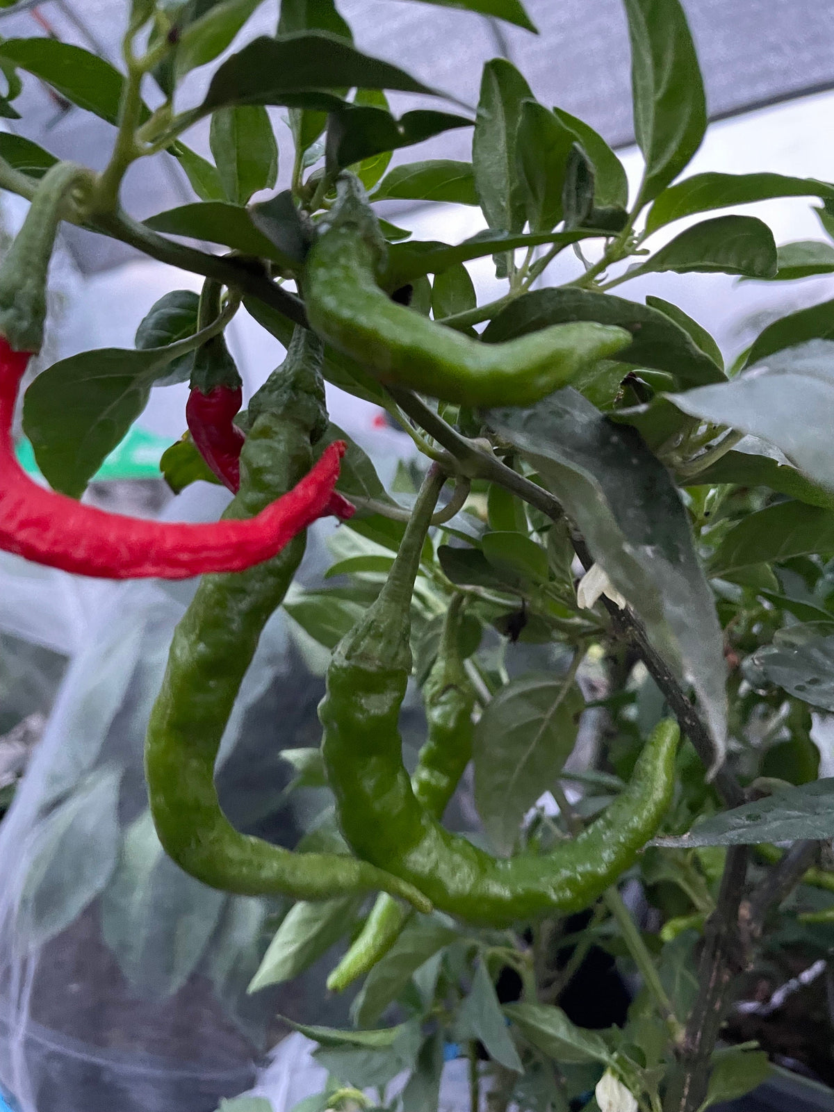 Semillas de pimiento Fushimi