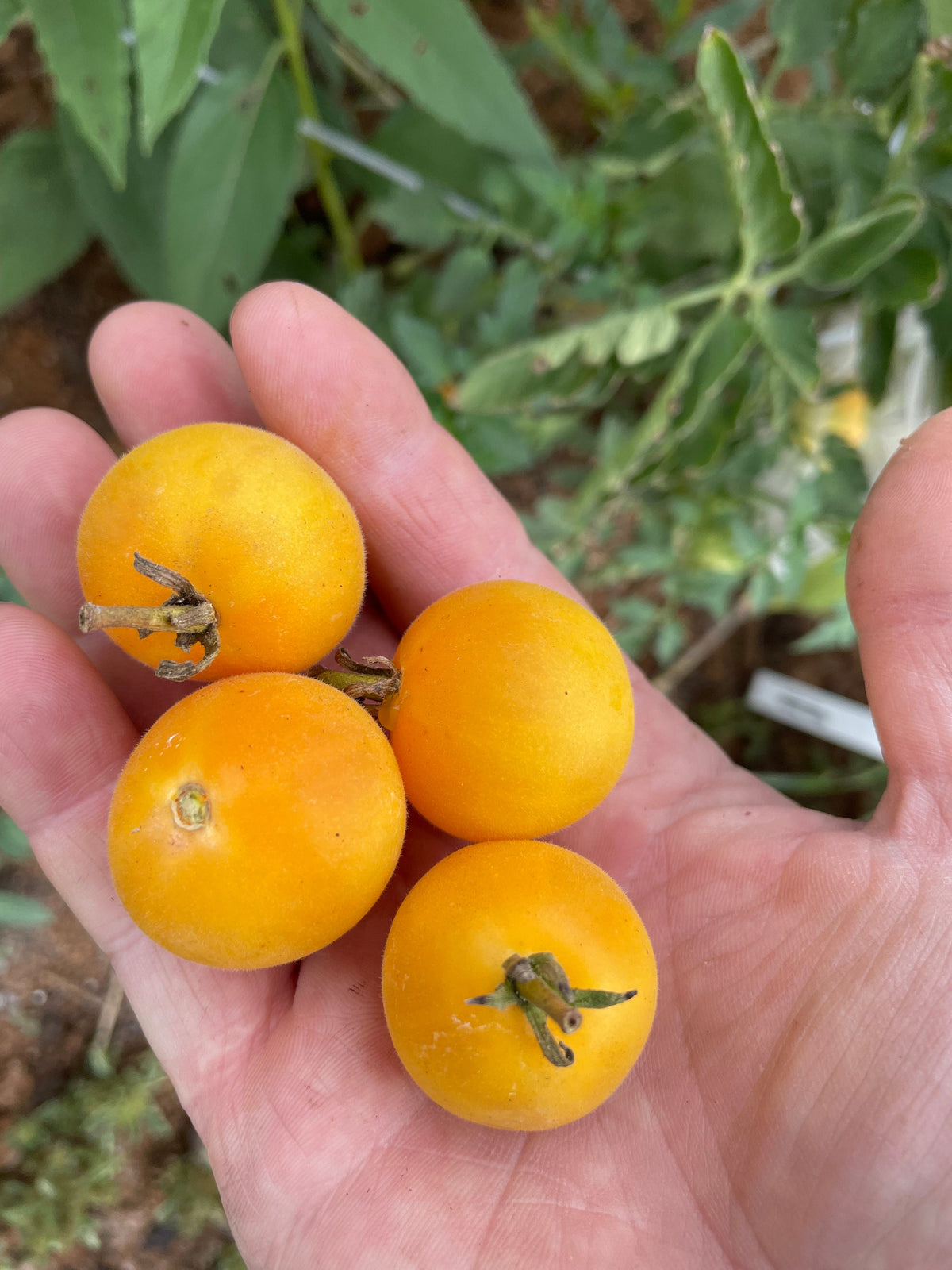 Garden Peach Tomato Seeds