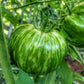 Graines de tomate Green Zebra