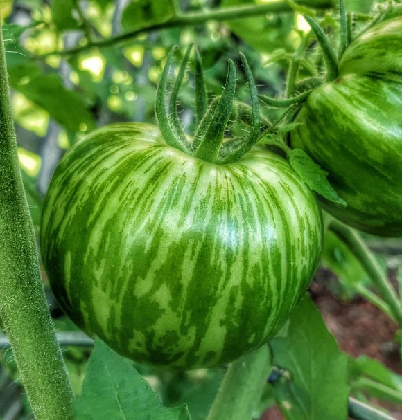 Graines de tomate Green Zebra