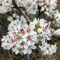 Callery Pear Seeds