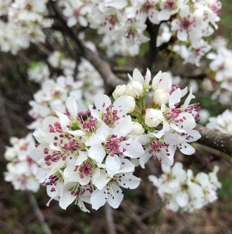 Callery Pear Seeds