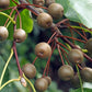Callery Pear Seeds