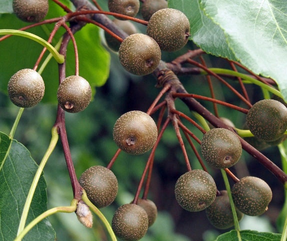 Callery Pear Seeds