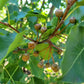 Callery Pear Seeds