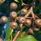 Callery Pear Seeds